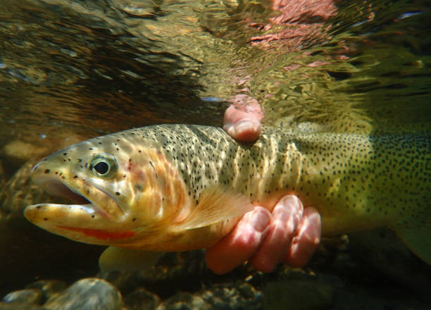 purpurforellen - cutthroat trout stock-fotos und bilder