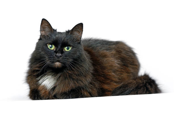 istock Black cat is lying isolated on a white background 894629148