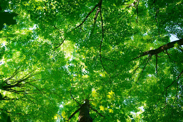 春、夏、秋、冬の森 - leaf underside ストックフォトと画像