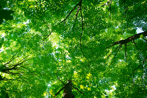 Forest in the spring, summer, autumn and winter