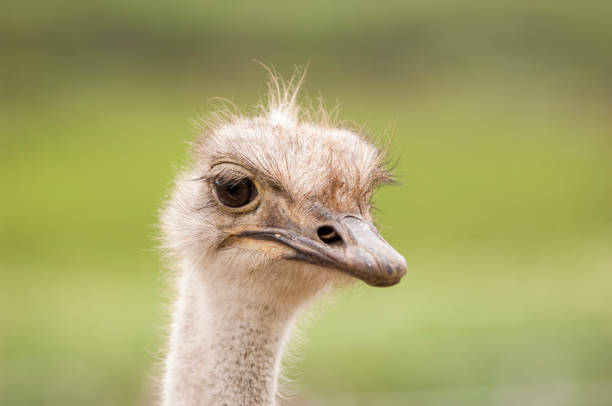 istock Close-up Head Shot of One Ostrich 894635258