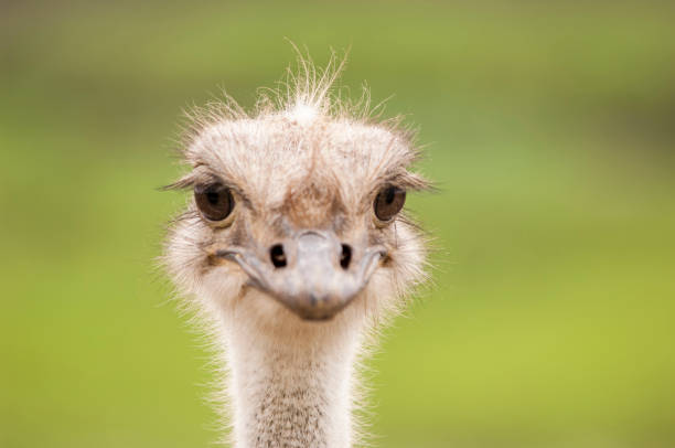 istock Close-up Head Shot of One Ostrich 894635362
