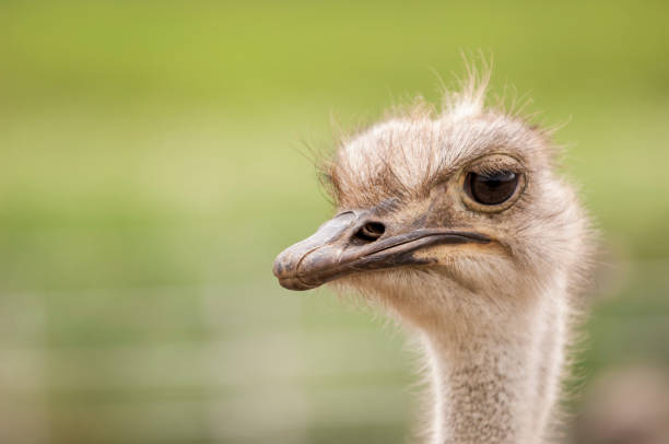 istock Close-up Head Shot of One Ostrich 894635596