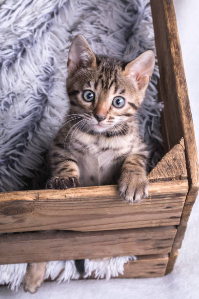 istock Bengal kitten with that irresistible kitten look 894638212