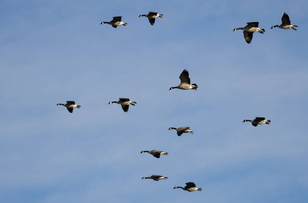 istock Flock of Canada Geese Flying in a Blue Sky 894638448