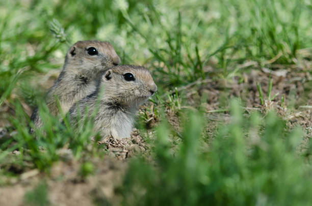 istock Two Little Ground Squirrels Peeking Over the Edge of Its Home 894638478