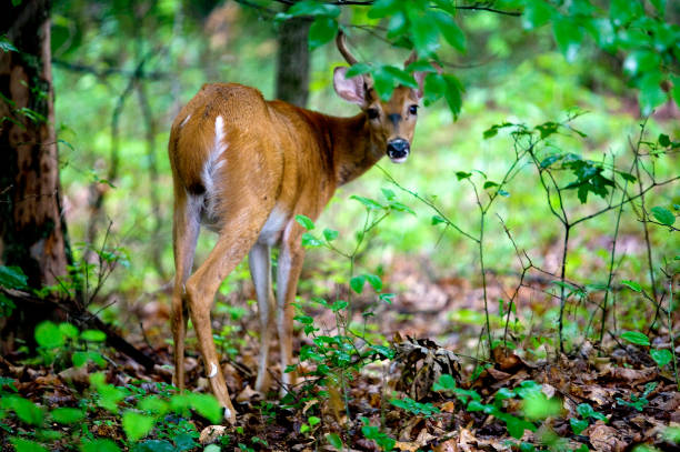 istock Whitetail buck in velvet 894641430