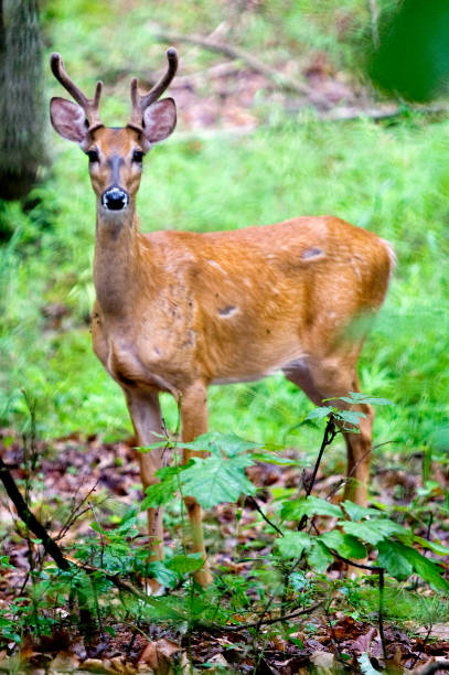 istock Whitetail buck in velvet 894641500