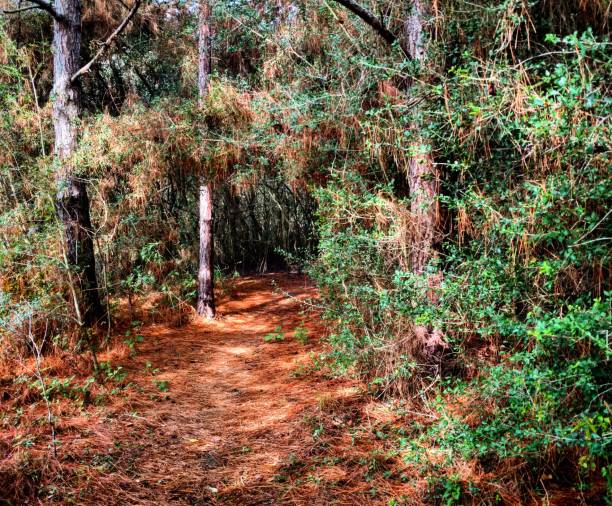 Pine Forest Path stock photo