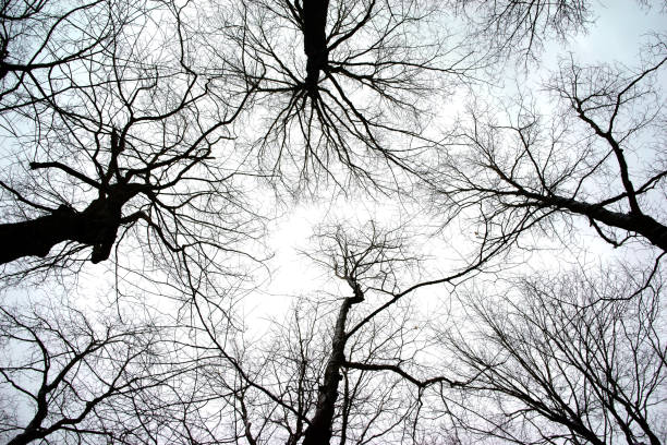 Forest in the spring, summer, autumn and winter