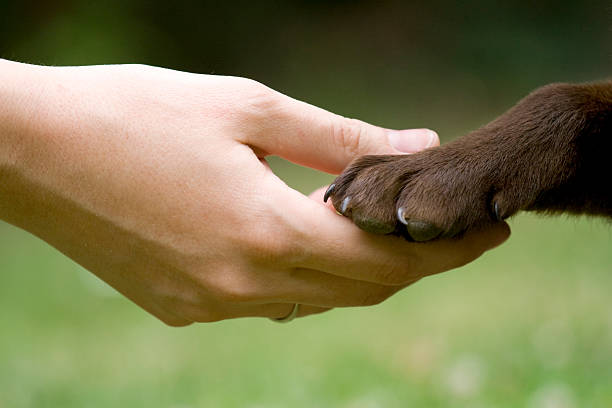 istock A Human hand holding a dogs paw 89464696