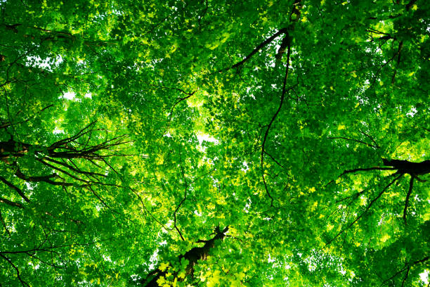 春、夏、秋、冬の森 - leaf underside ストックフォトと画像