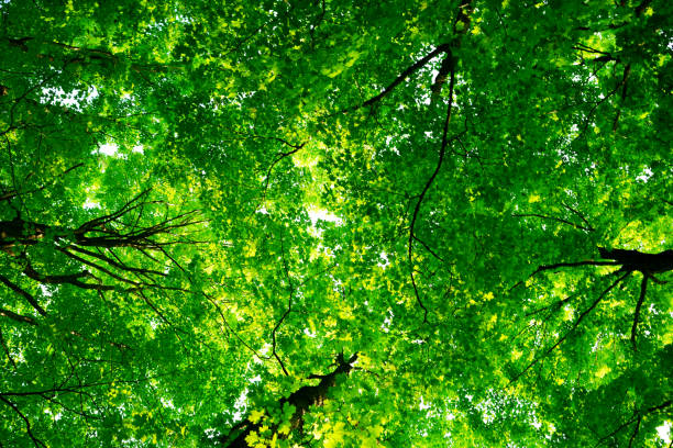 floresta na primavera, verão, outono e inverno - beech leaf leaf tree green - fotografias e filmes do acervo