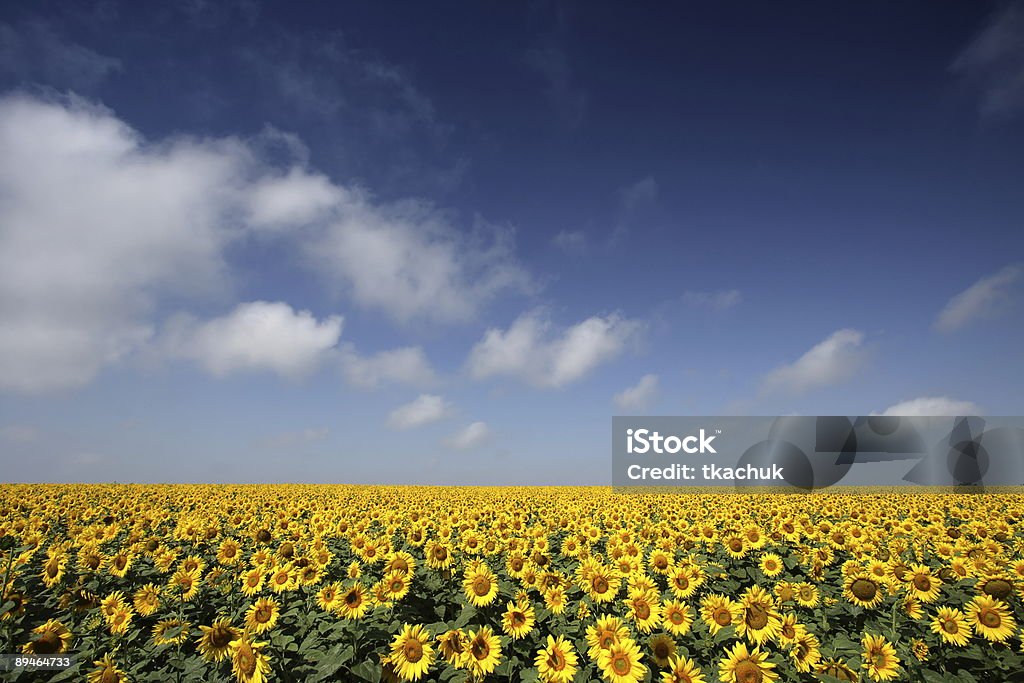 Sunflower  Agricultural Field Stock Photo