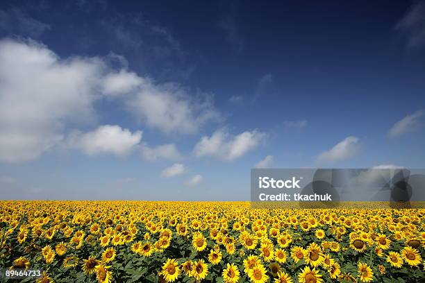 Sunflower Stock Photo - Download Image Now - Agricultural Field, Agriculture, Autumn