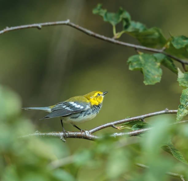 istock Black throated green warbler. 894647476
