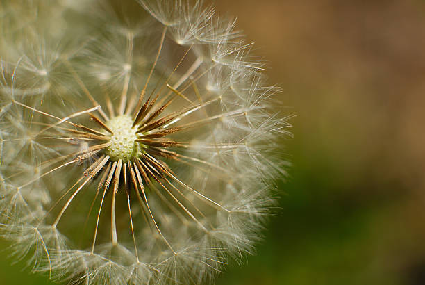 Dandelion stock photo