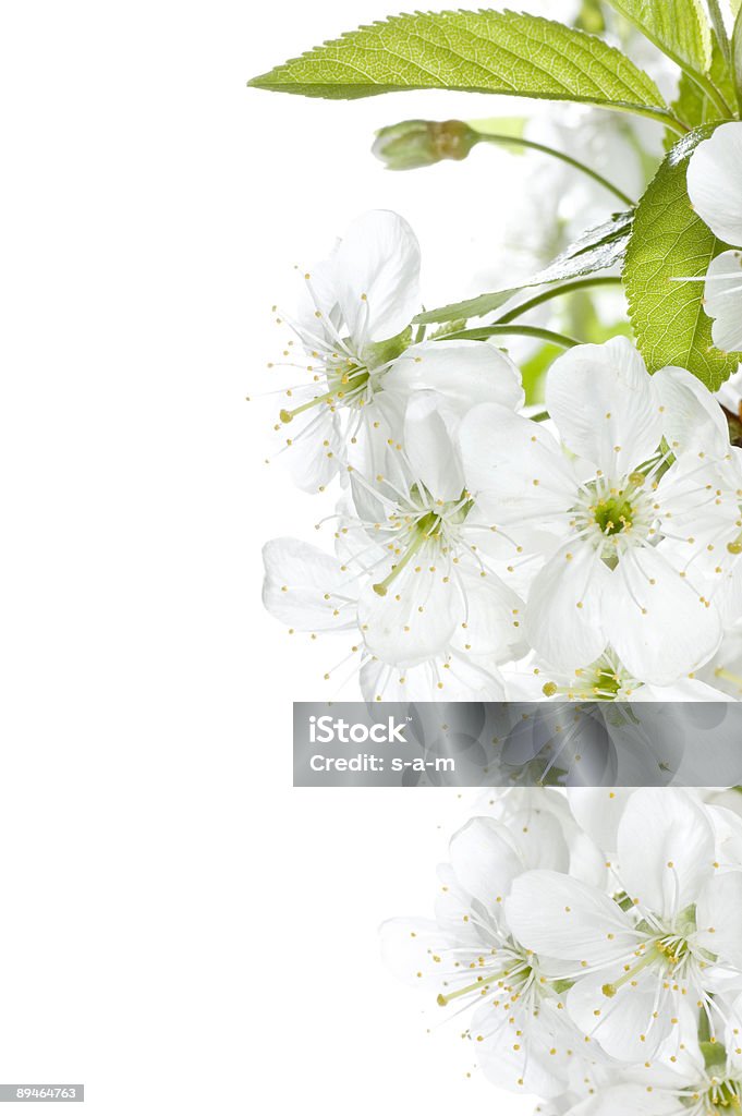 Flores de cerejeira de chave - Royalty-free Flor de cerejeira Foto de stock