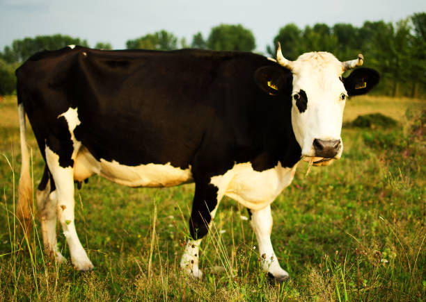 istock A large cow pases on a meadow of clean grass 894650302
