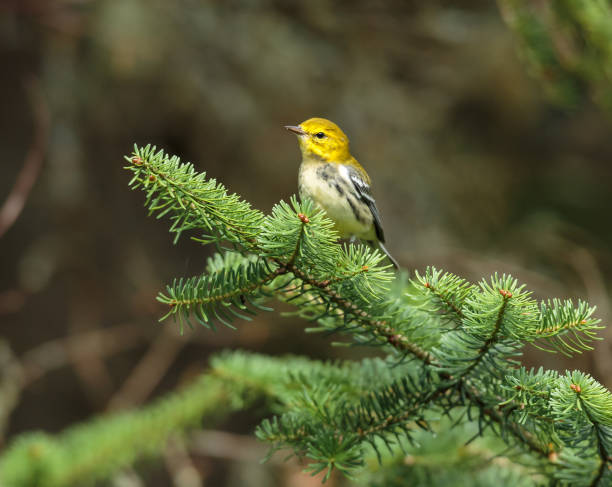 istock Black throated green warbler. 894650386