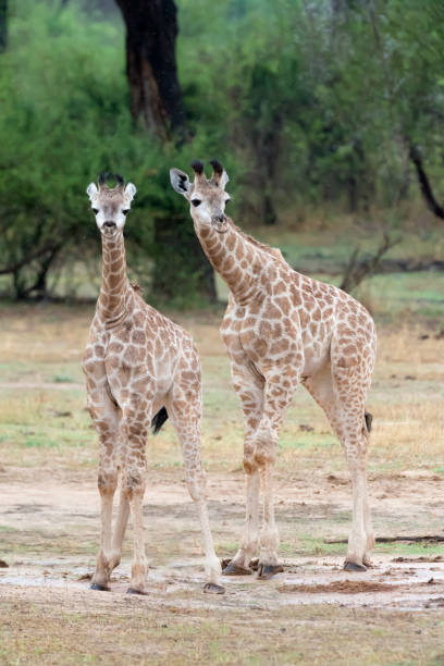 istock Two Young Giraffes Watching the Observer in Matetsi Wildlife Concession, Zimbabwe 894650438