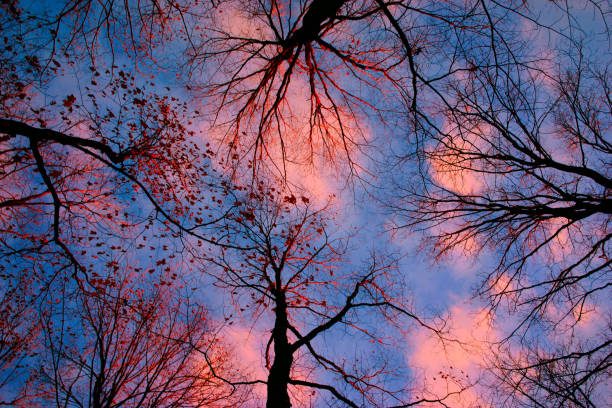 Forest in the spring, summer, autumn and winter
