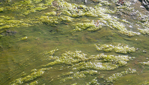 green slime hintergrund - algae slimy green water stock-fotos und bilder
