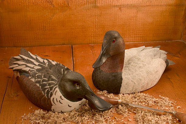 Decoys (Canvasback & Shoveler Drakes )  hunting decoy photos stock pictures, royalty-free photos & images