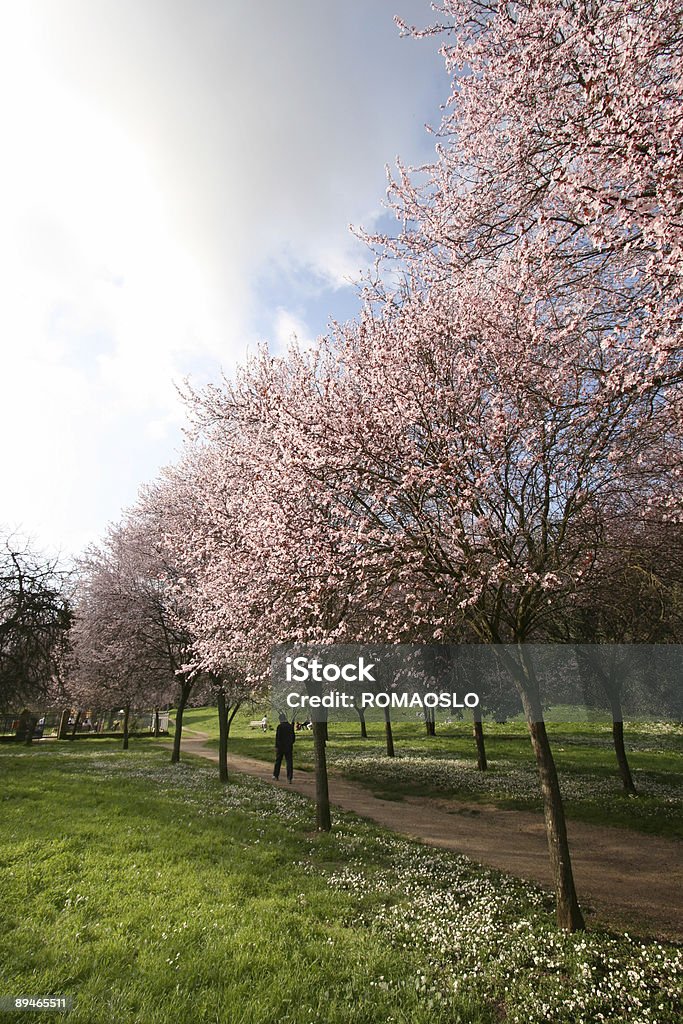 Rosa parco primavera a Roma, Italia - Foto stock royalty-free di Albero