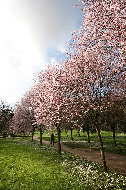 istock Pink spring park in Rome, Italy 89465511