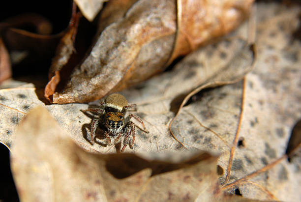 Salticide - Jumping Spider stock photo