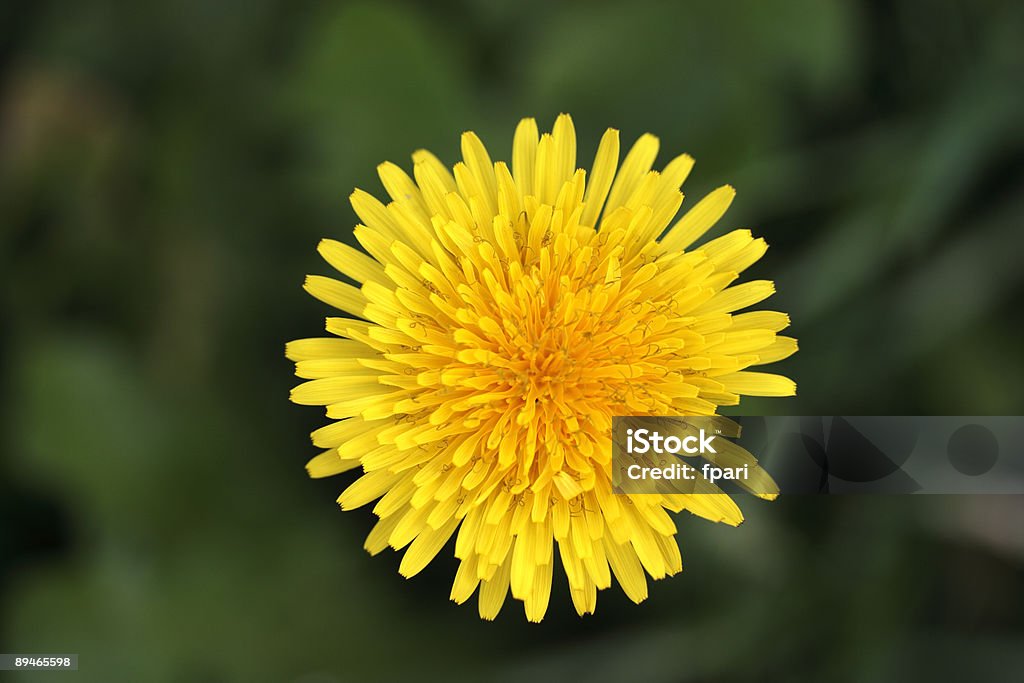 Yellow Flower - 免版稅一朵花圖庫照片