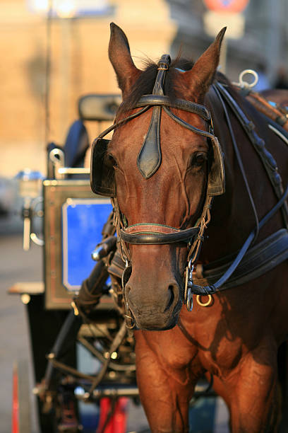 istock Touristic horse carriage in Italy 89465632