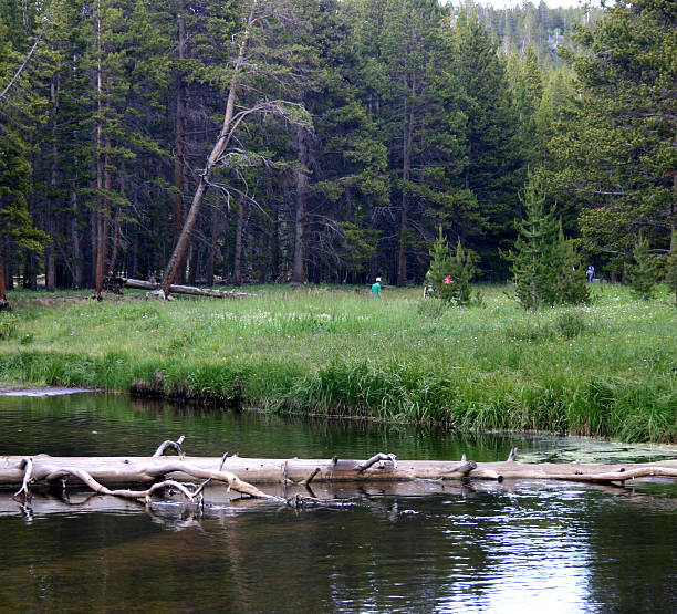 Log in the River stock photo