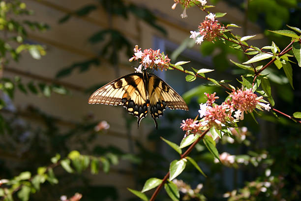 Beautiful Butterfly stock photo