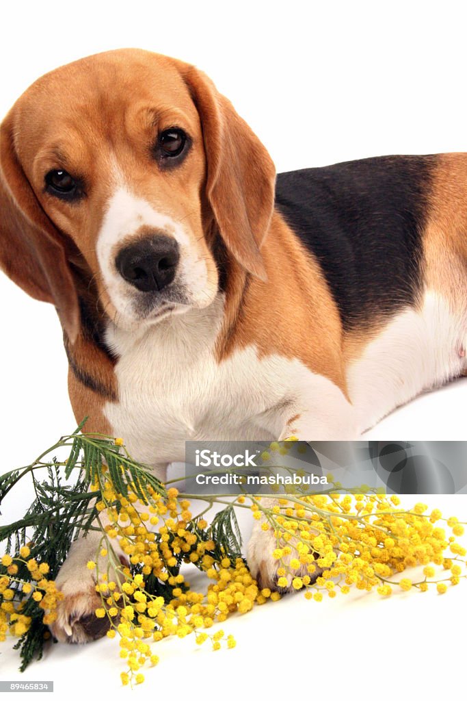 Chien dotée d'fleurs - Photo de Amitié libre de droits