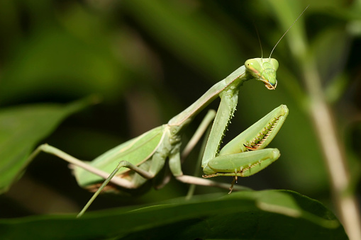green grasshopper sitting on a leaf, small grasshopper, selected focus, grasshopper in the garden