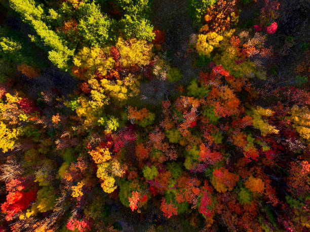 istock The colors of autumn! 894660754