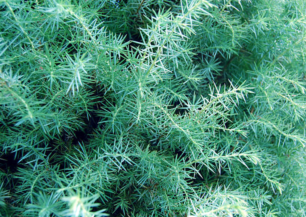 pine needles stock photo