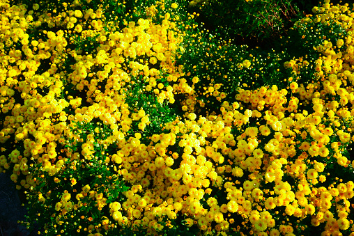 Wildflowers along the roadside along New Idria Road in San Benito County, California