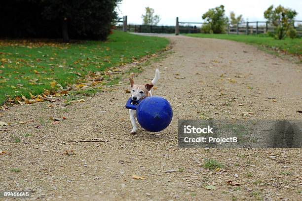 小型犬の大きなボール - イヌ科のストックフォトや画像を多数ご用意 - イヌ科, カラー画像, ジャックラッセルテリア