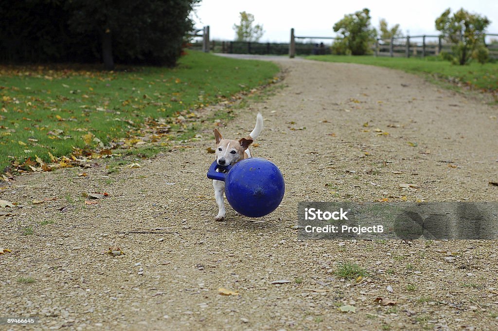 Mały Pies big piłką - Zbiór zdjęć royalty-free (Aportować)