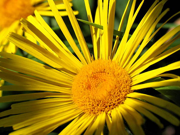 Flower sun stock photo