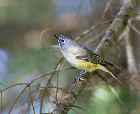 Blue Headed Vireo, shot in the upper canopy in a boreal forest in Quebec Canada.