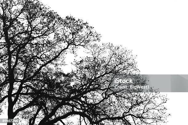 Preto E Branco Árvore De Carvalho - Fotografias de stock e mais imagens de Branco - Branco, Carvalho, Carvalho-Roble