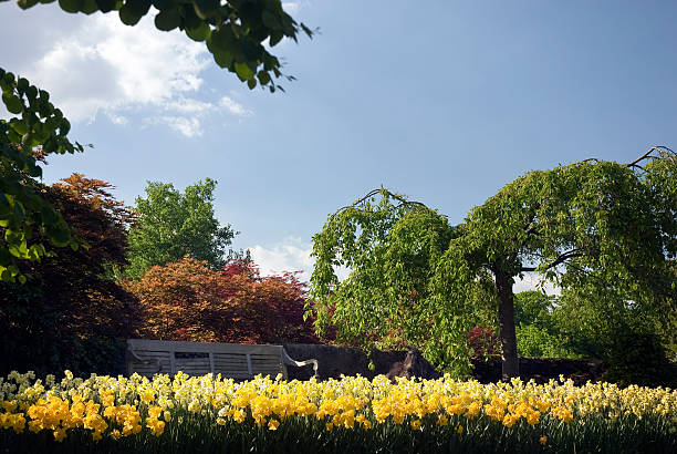 footpath daffodils spring wild flowers walking hiking - in cemetery of English anglican parish church Warwickshire England UK