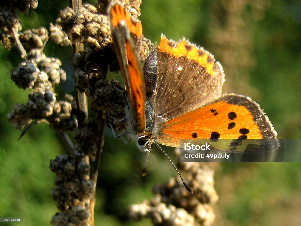 Lycaena phlaeas/Small Copper - Zbiór zdjęć royalty-free (Bez ludzi)