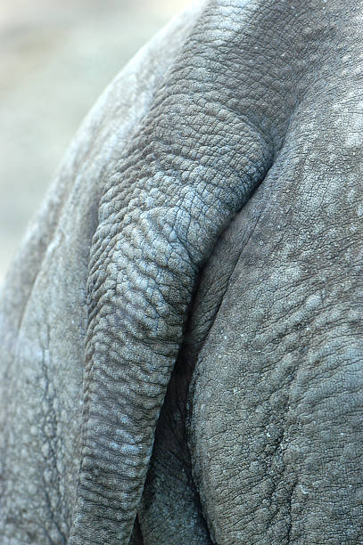 os elefantes africanos - safari animals elephant rear end animal nose - fotografias e filmes do acervo