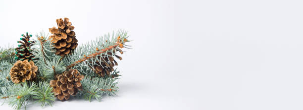 分離された枝のマツ円錐形 - pine tree pine cone branch isolated ストックフォトと画像