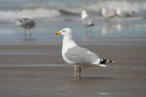 Seagull portrait at beach